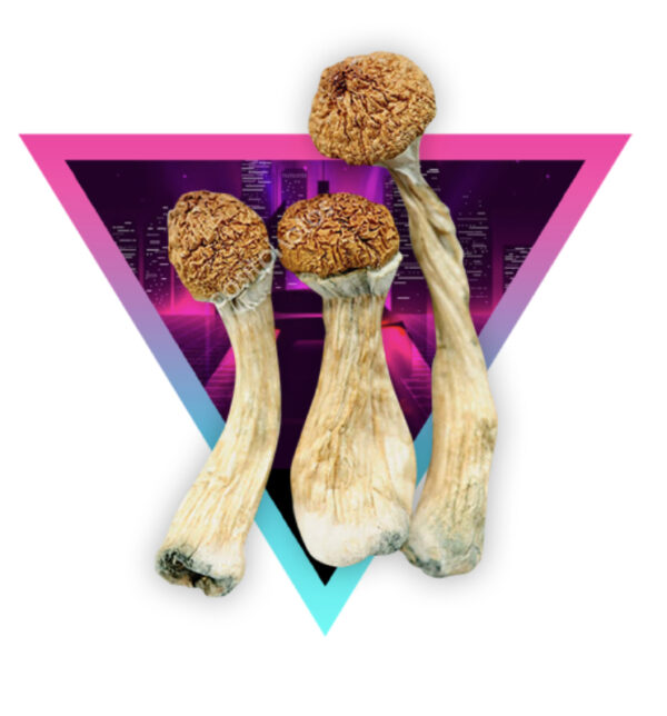 24kt Golden Teacher mushrooms - Image 2